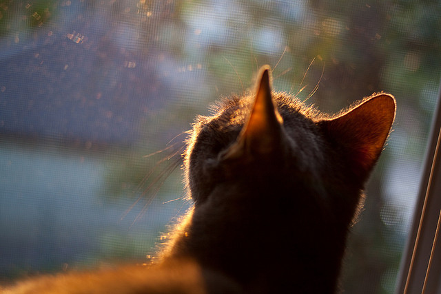 皇家社会全明星3-0终结新西兰,劳塔罗统治级表现诠释现代前锋范式