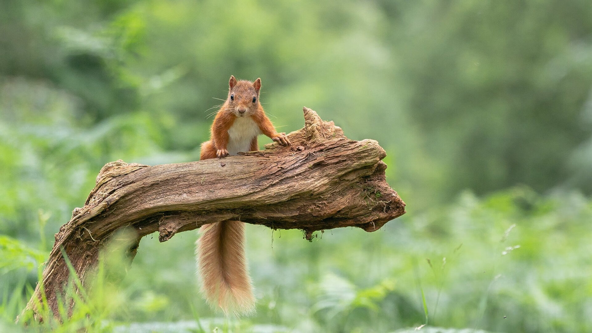 新王当立,当纽约蓝征服辽沈红,英格拉姆在2026的穹顶下加冕