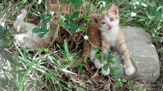 教科书级别的演出，杜兰特在雷霆勇士之战中定义超级巨星