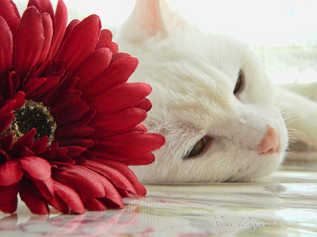 跨界之战,当西决生死战的硝烟弥漫绿茵场