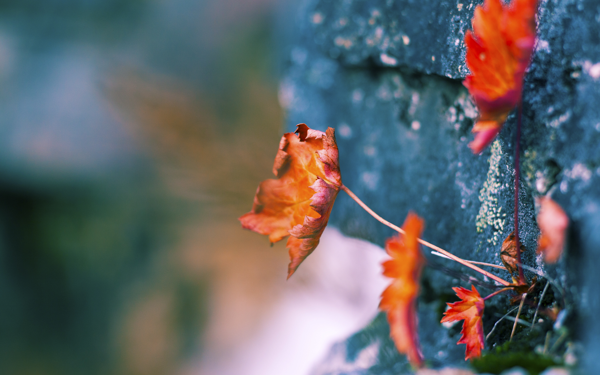 篮球绝杀与足球接管，双星闪耀体育夜