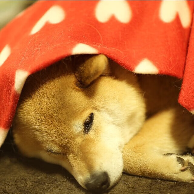 赛场主宰，从吉林到巴黎，两种接管的艺术