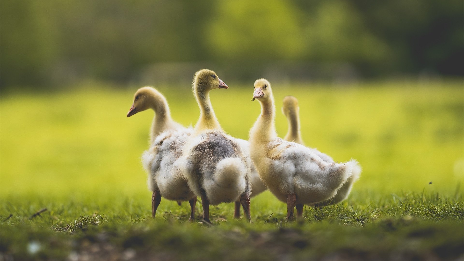 魔术血拼雷霆，浓眉加时赛制胜一击锁定胜局