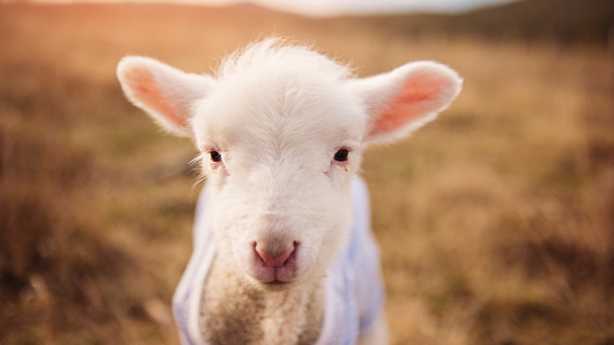 冰与火之歌，阿拉巴的救赎与冰岛熔岩下的比利时铁骑