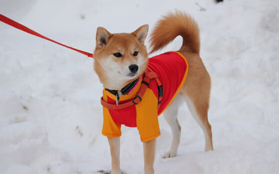 撕裂之夜,英格拉姆末节独舞,书写绝境逆袭传奇